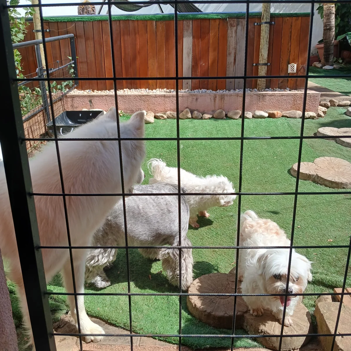 Cães no espaço de convivência da Chita Bakana