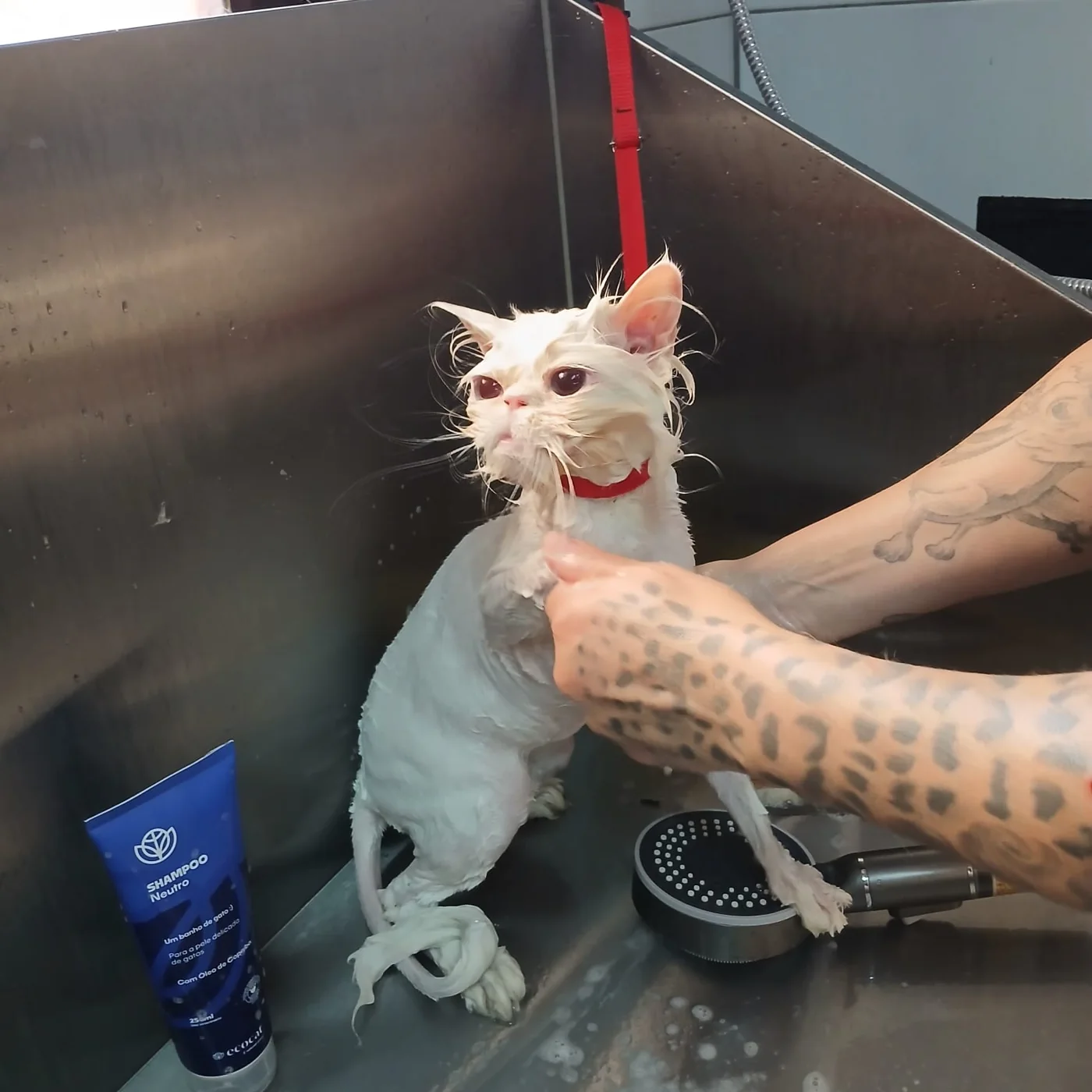 Gato durante o banho na Chita Bakana