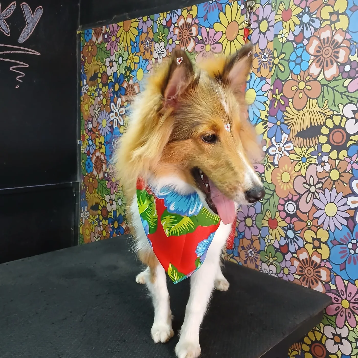 Cão atendido no espaço colorido da Chita Bakana