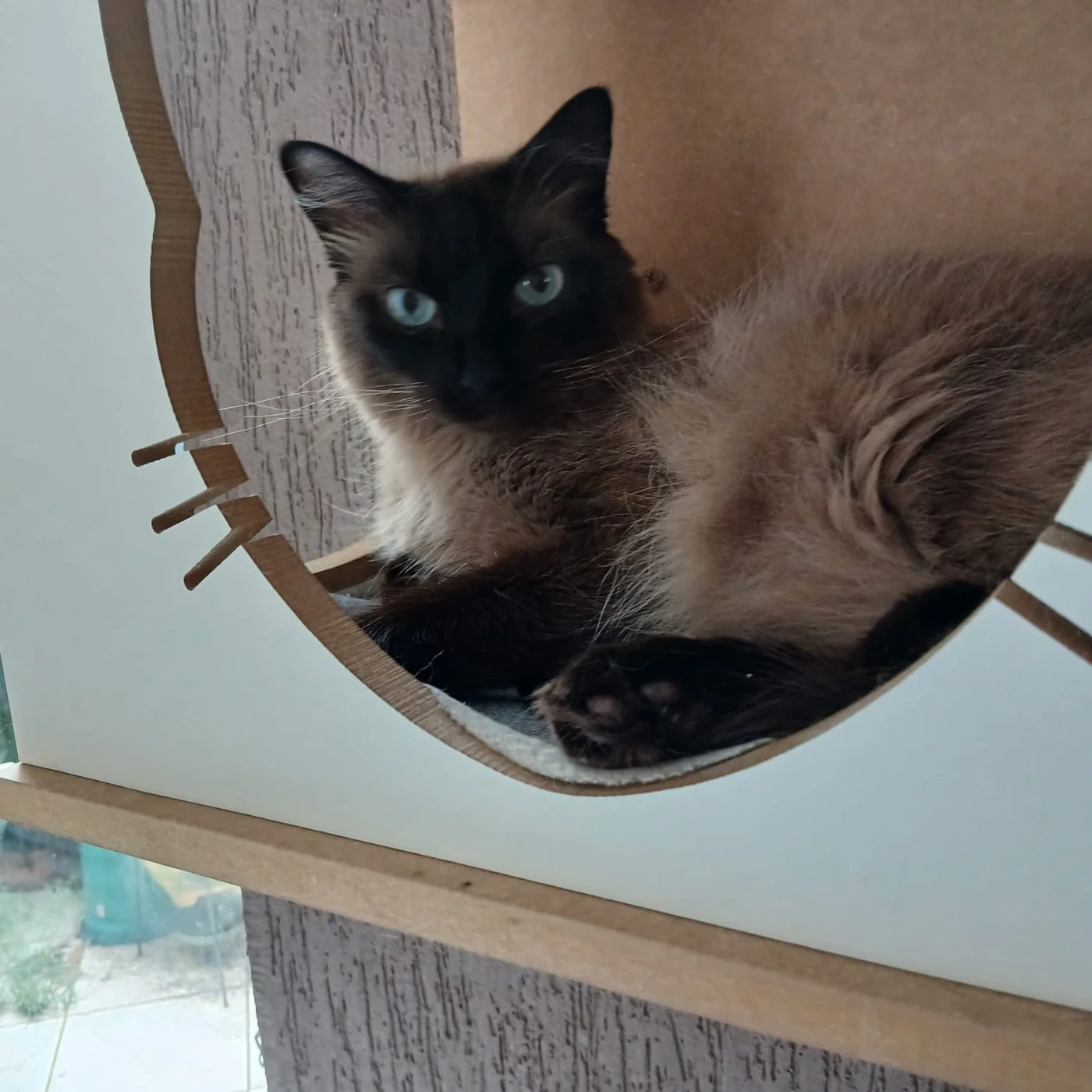 Gato em espaço de descanso na Chita Bakana