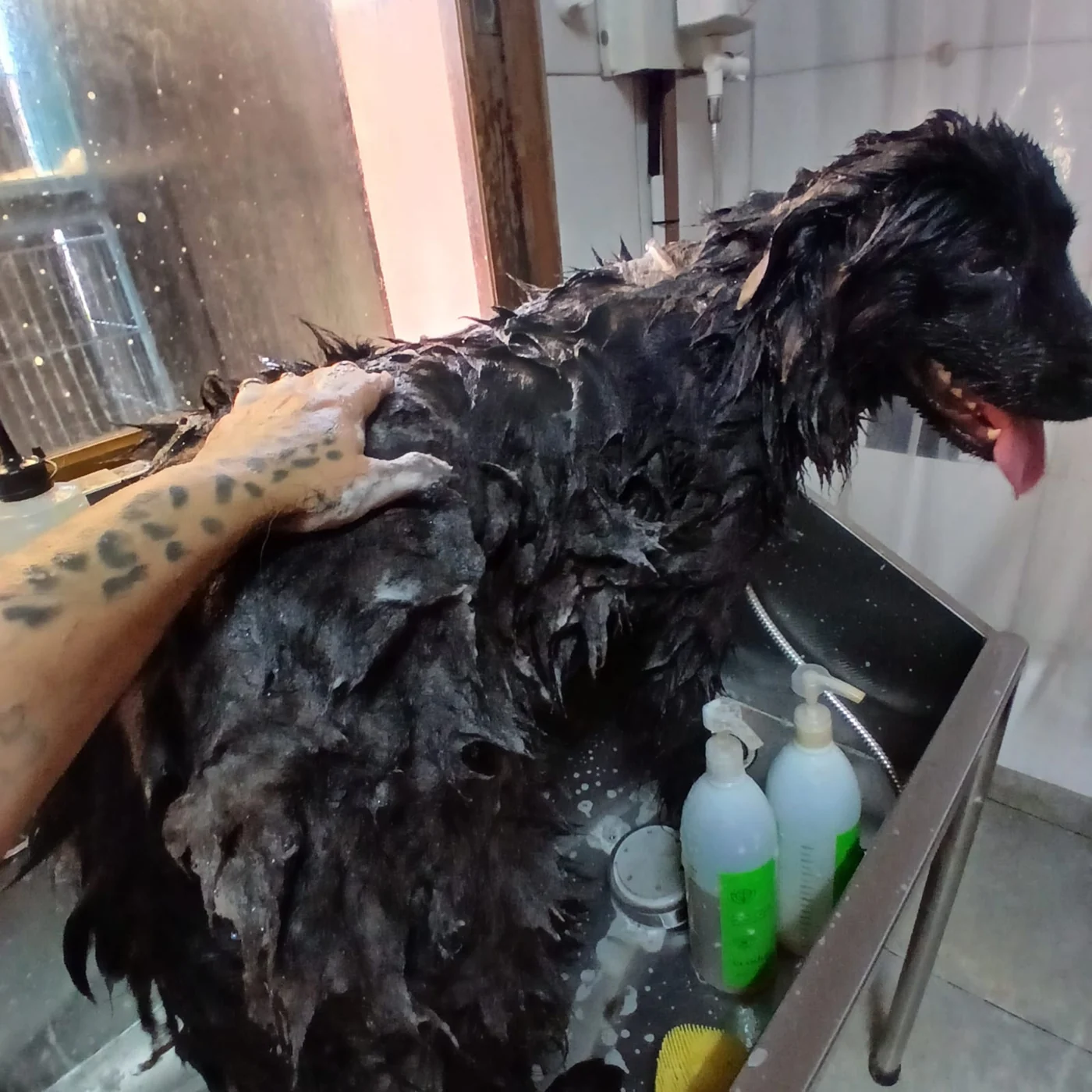 Cão durante o banho na Chita Bakana